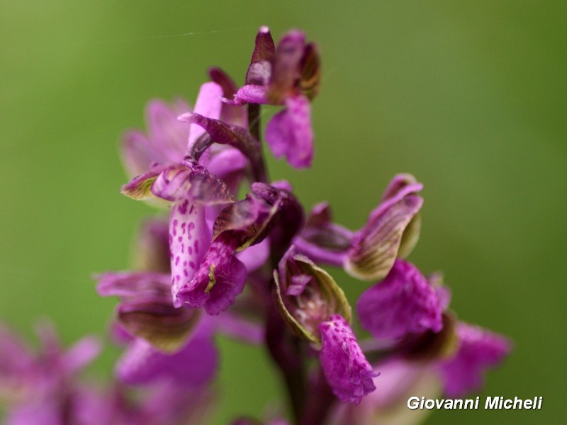 Anacamptis morio